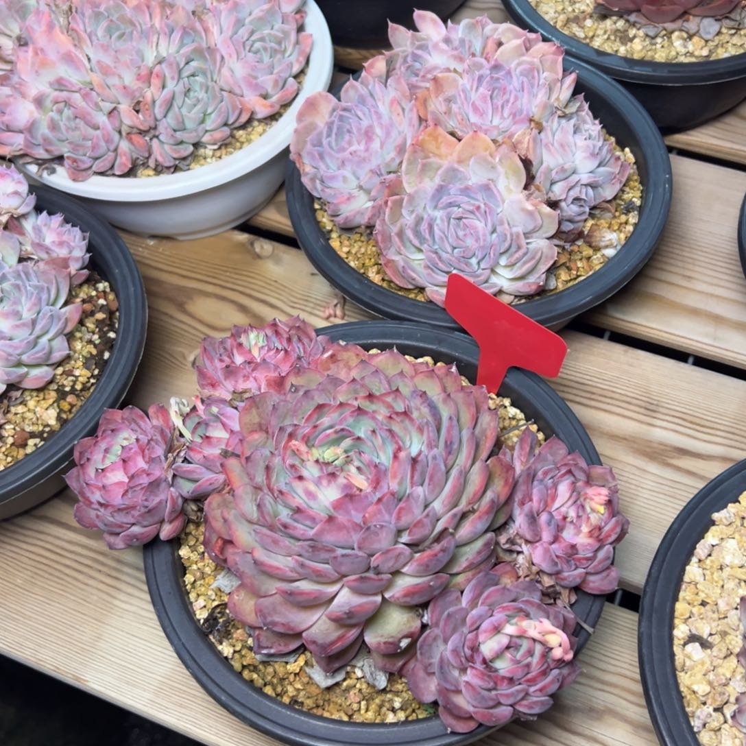 肉*1888肉多哦多哦肉多么