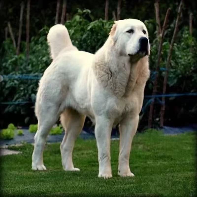 【养中亚的小周A】中亚牧羊犬 宠物活体狗 大型犬 猎犬