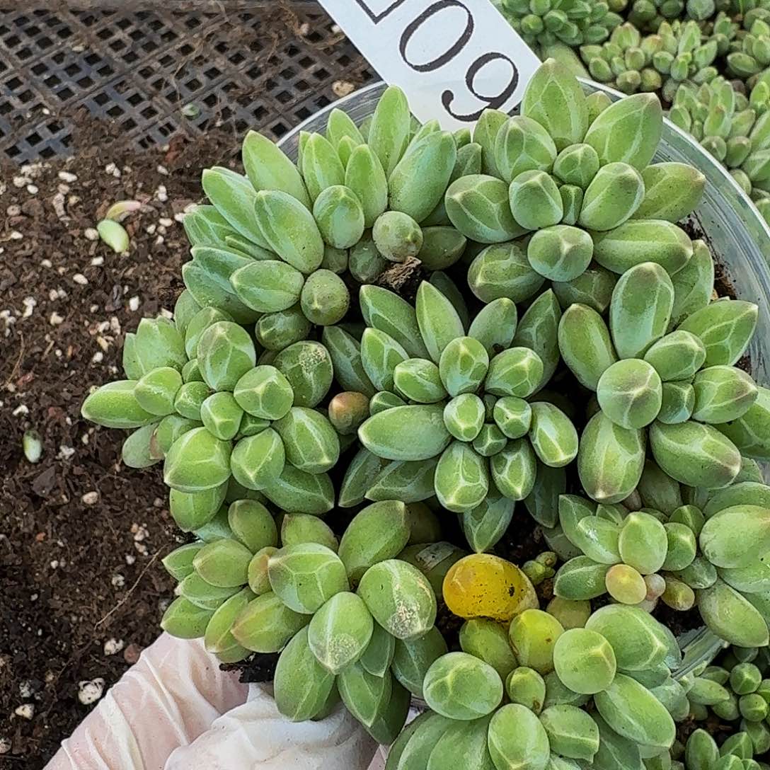 多肉植物多肉植物605