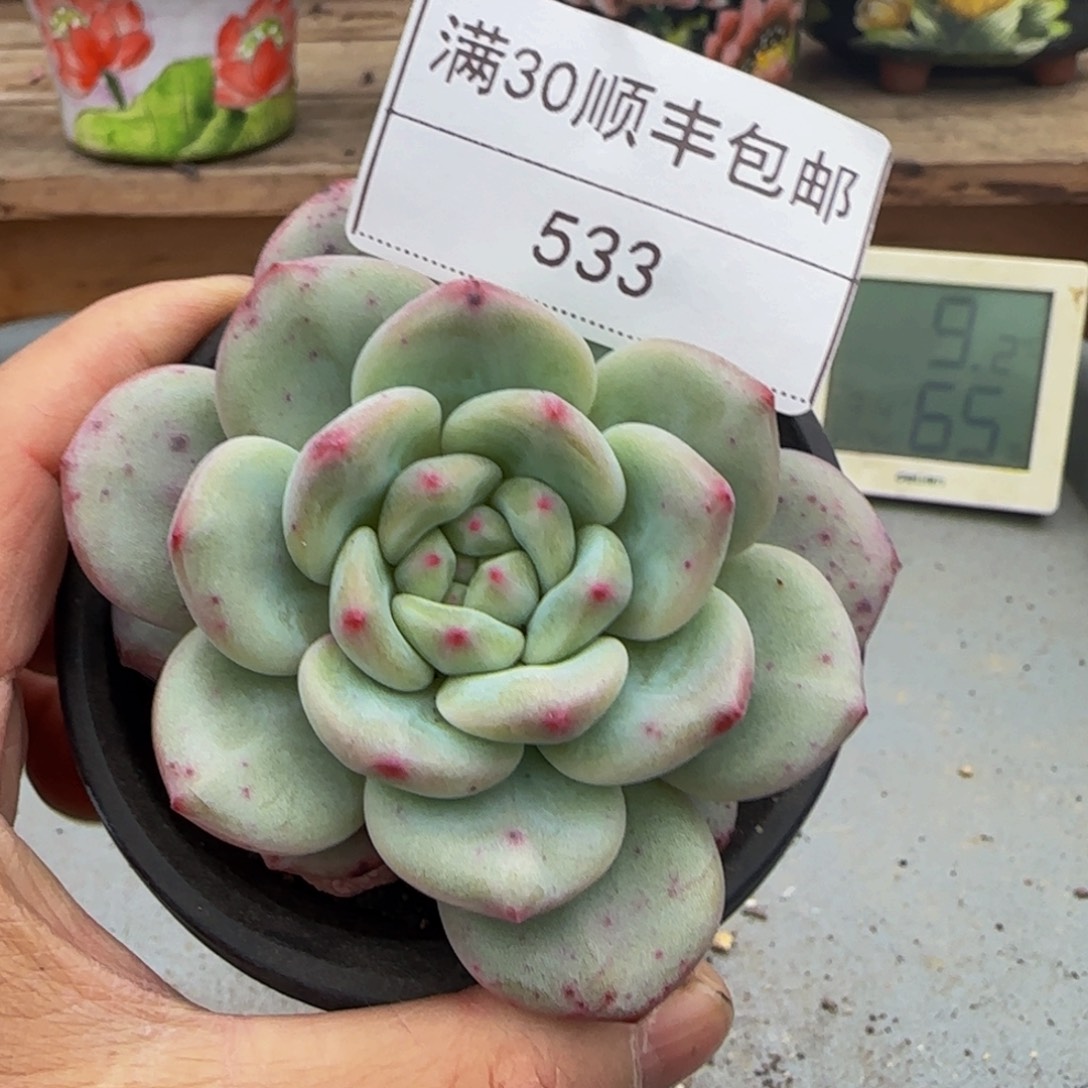 533凌雪多肉单头8cm