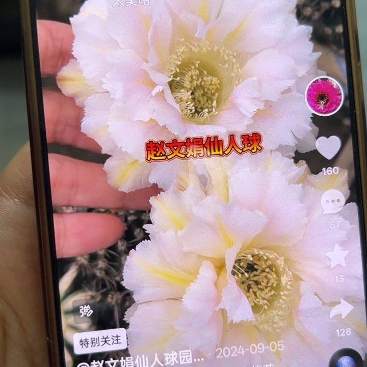 仙人球彩草歪黄白