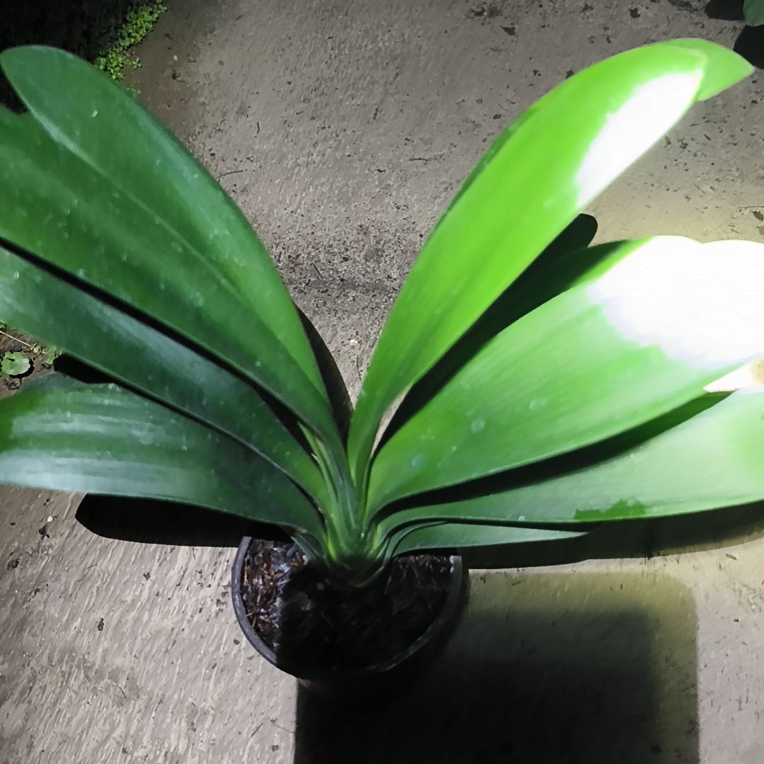 猪***猪完全开放黑蝶*黑魁大苗一颗特惠