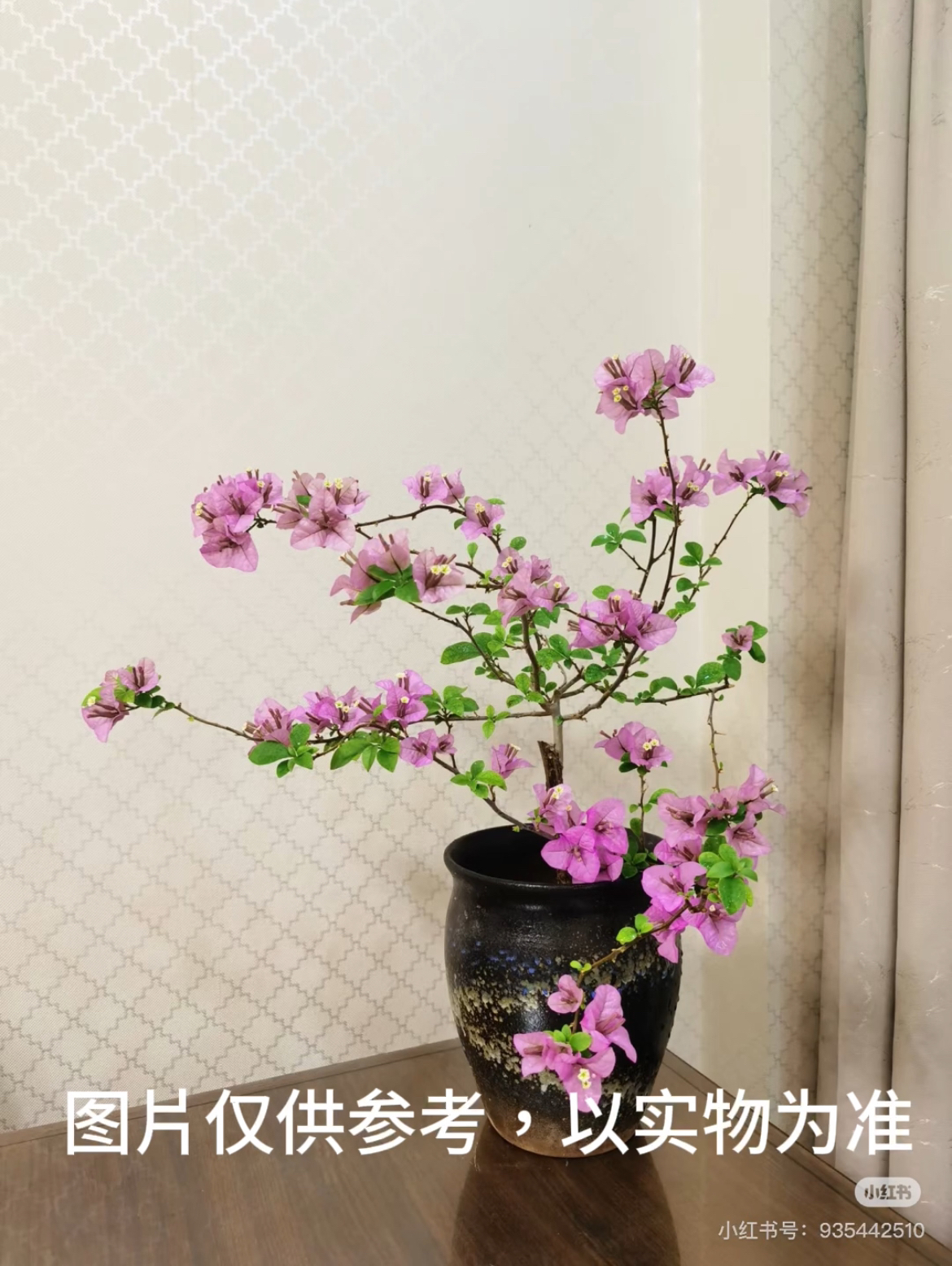 【巴西紫】三角梅花卉勤花四季开花基地直发