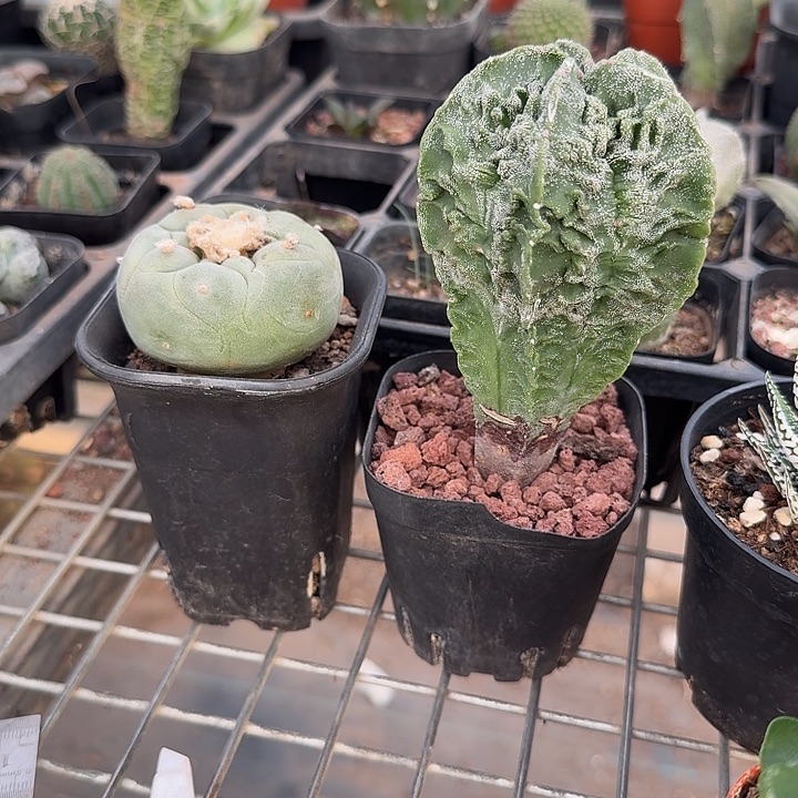 勇***鼠实生组合2盆仙人球