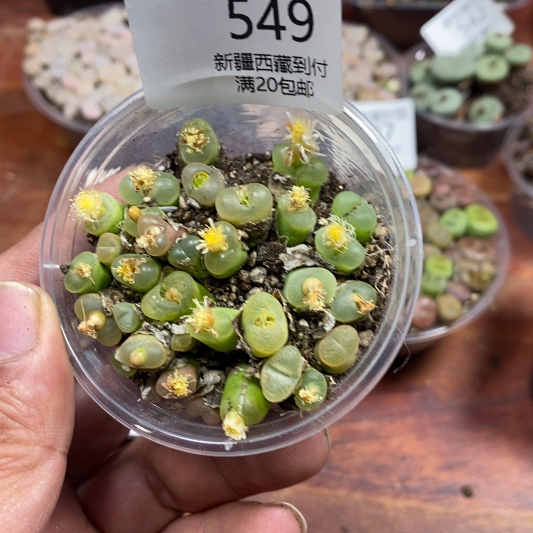 多肉蛋炒饭，感谢您相伴549