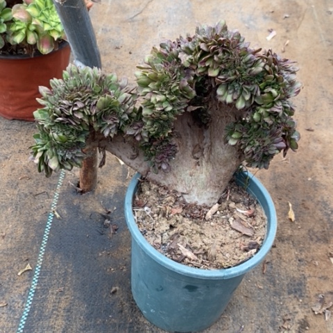 万缀多肉植物004