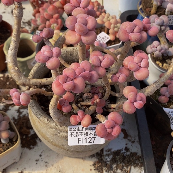 腰子桃蛋老桩14cm127多肉植物