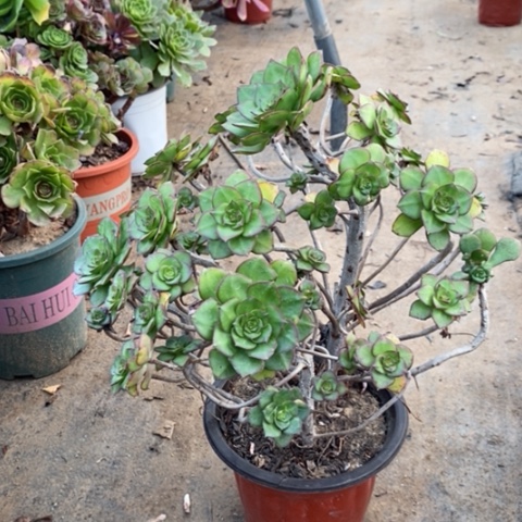 青衣妖桩25多肉植物法师