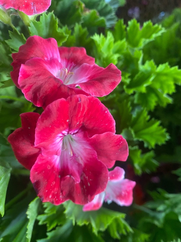 蝴蝶梅苗品种不同大小不一介意勿拍【零度下拍保温不拍无售后】