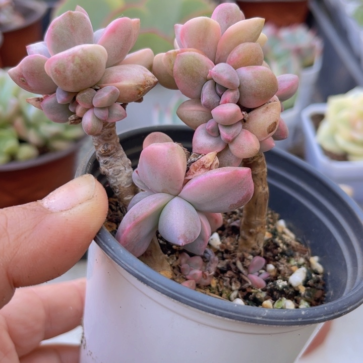 把红糖锦多肉植物950