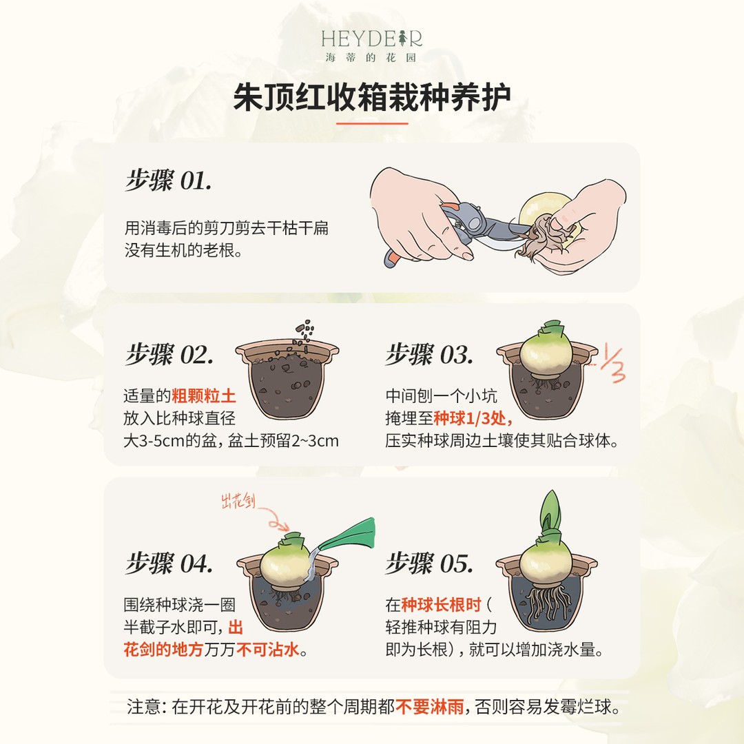 舞后重瓣大花朱顶红四季开花自然种球好养易活懒人花卉盆栽地栽