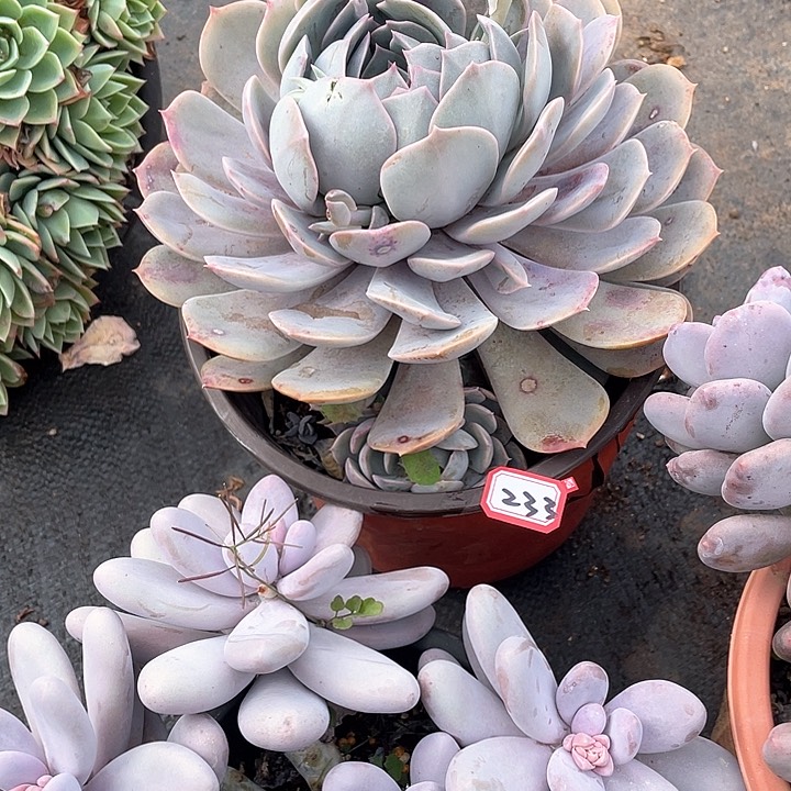 233紫悦 一物一拍多肉