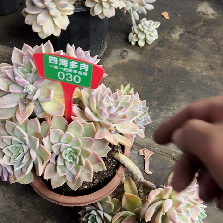 罗***棋哈利多肉植物纤维030