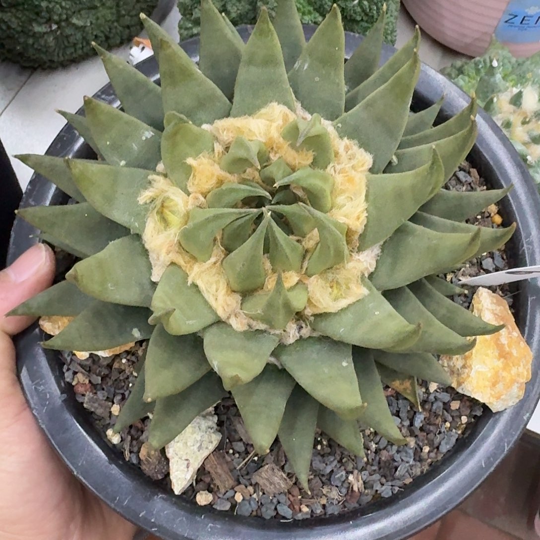 老***尊实生控养龙牙牡丹