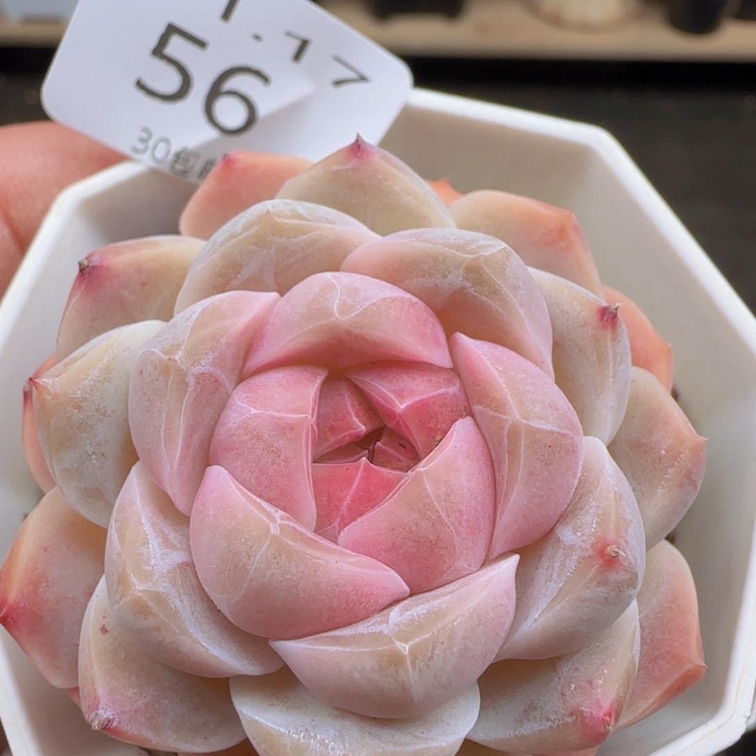 珍妮单头一颗脱土