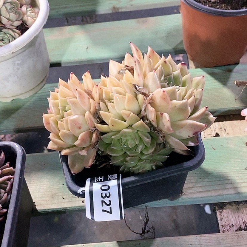 【闪购商品】杂0327