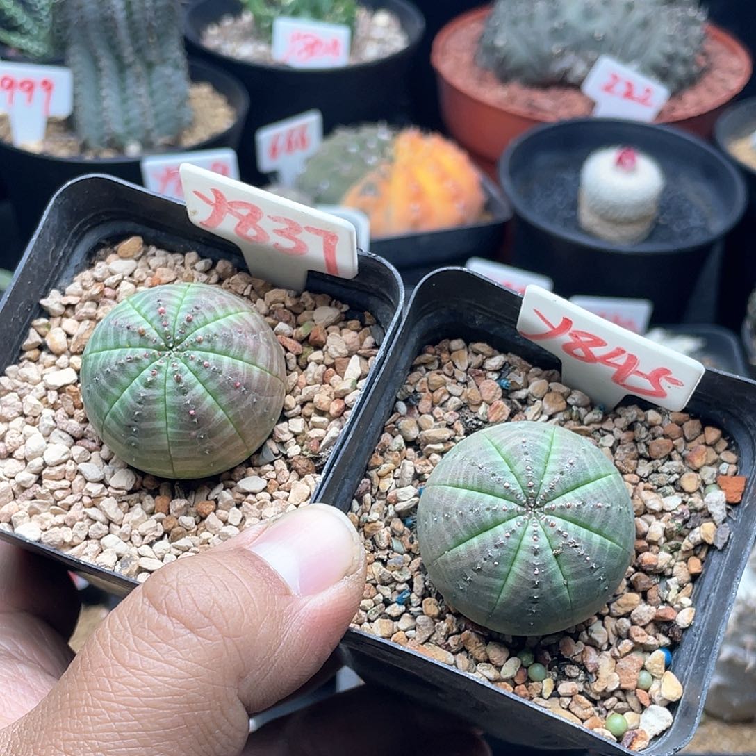 寒*两颗欧系布纹球仙人球
