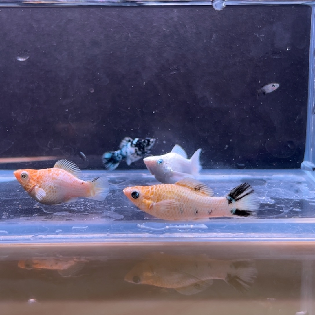 孔雀鱼玛丽三条多的备损