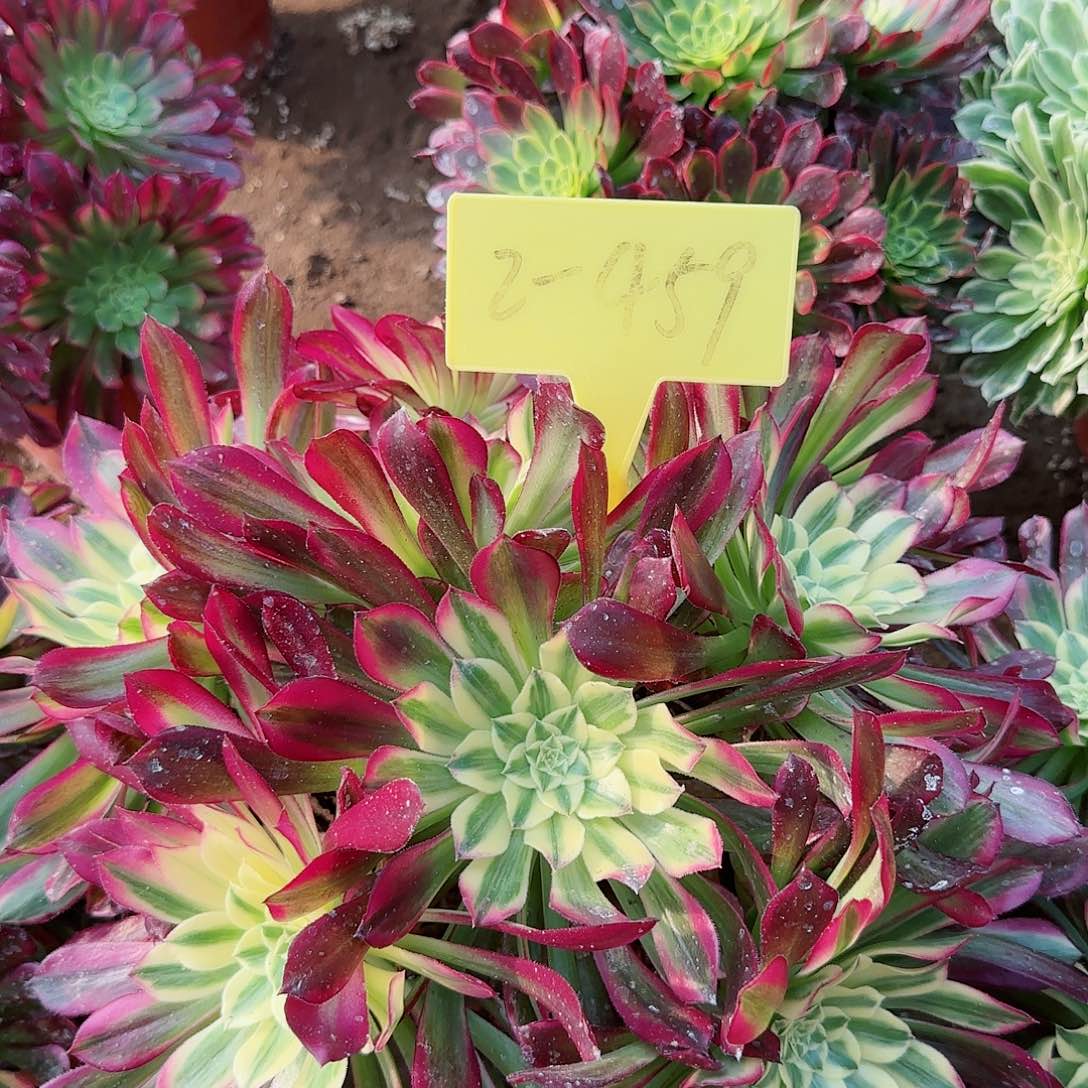 2-459---多头多肉植物天河