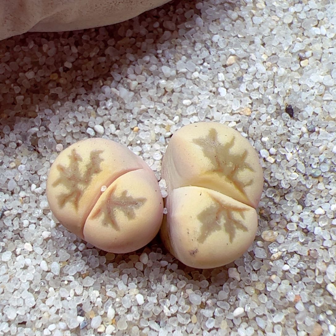 113 33优秀的肉肉