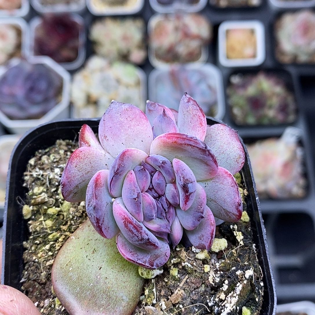 加***加黑橙缀化6.5厘米盆多肉植物