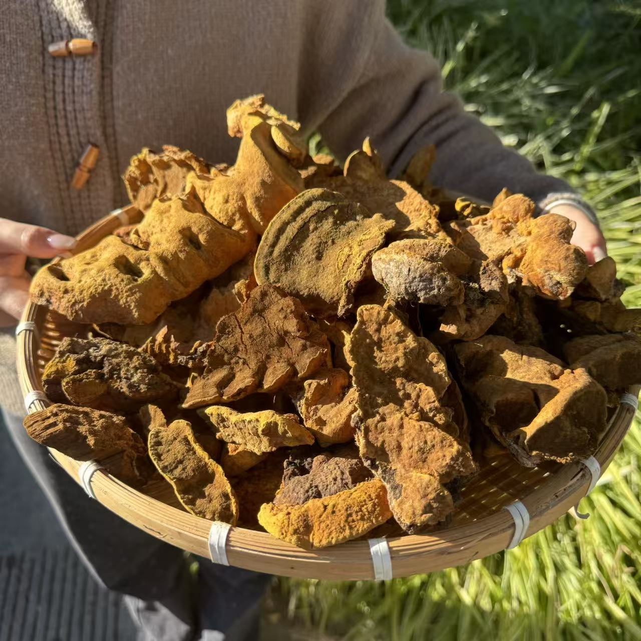 【现挑特惠】桑树桑黄源自中缅边境优质桑黄滋补健康养生金疙瘩