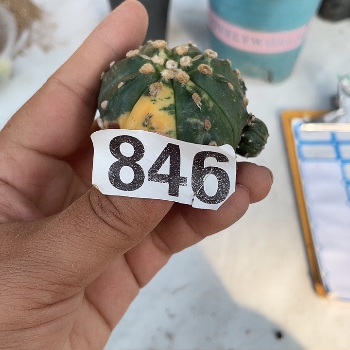 846号无根小兜锦一个