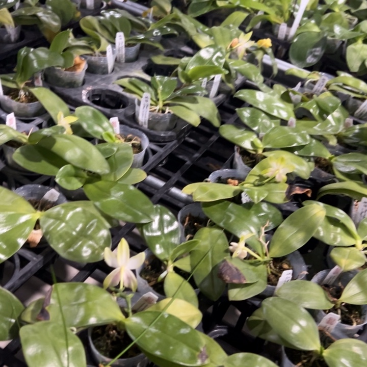 喵***酱不开花植物原生2.5