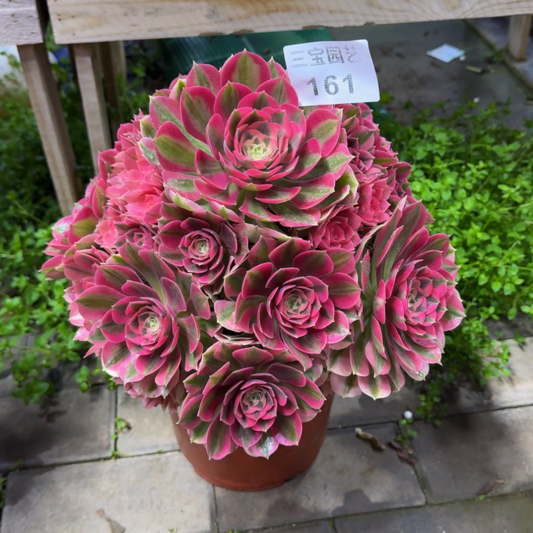 多肉植物161粉女巫