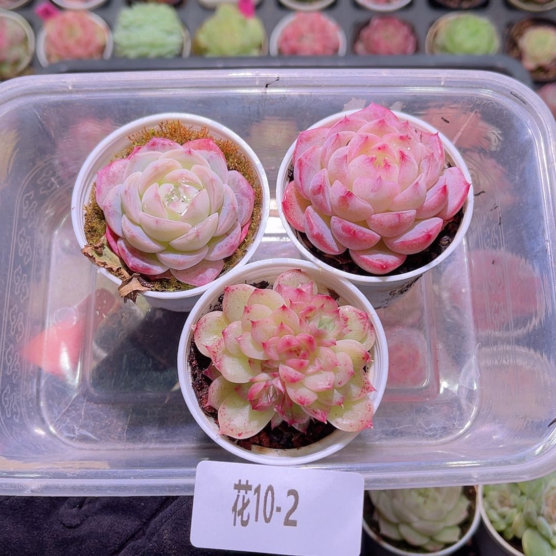 花利美10-2框拍3颗