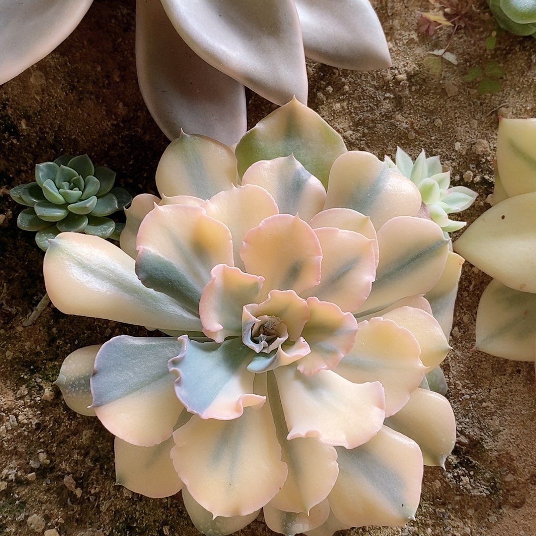 利比里亚锦三颗一组