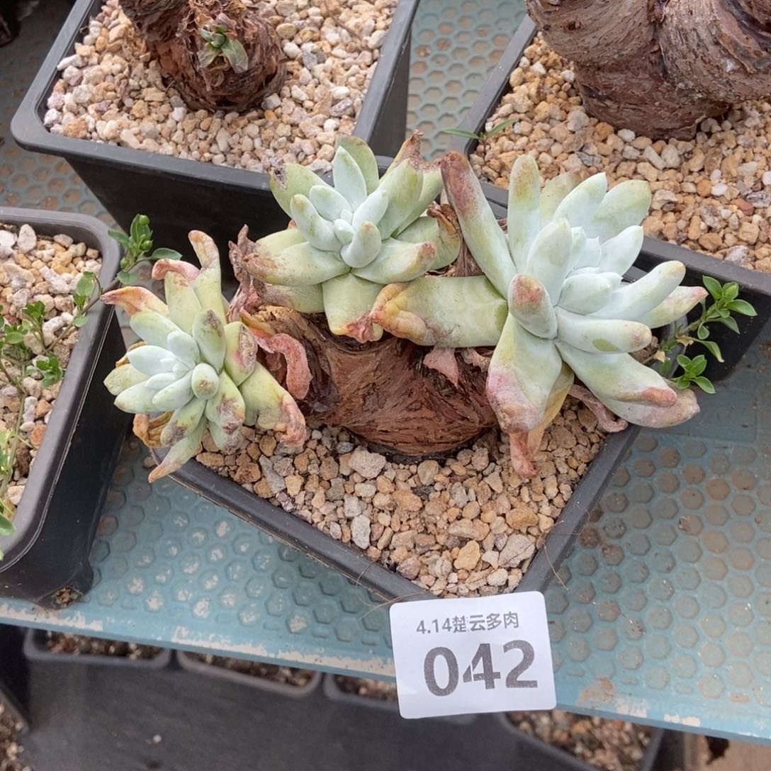042多肉植物啦啦啦啦