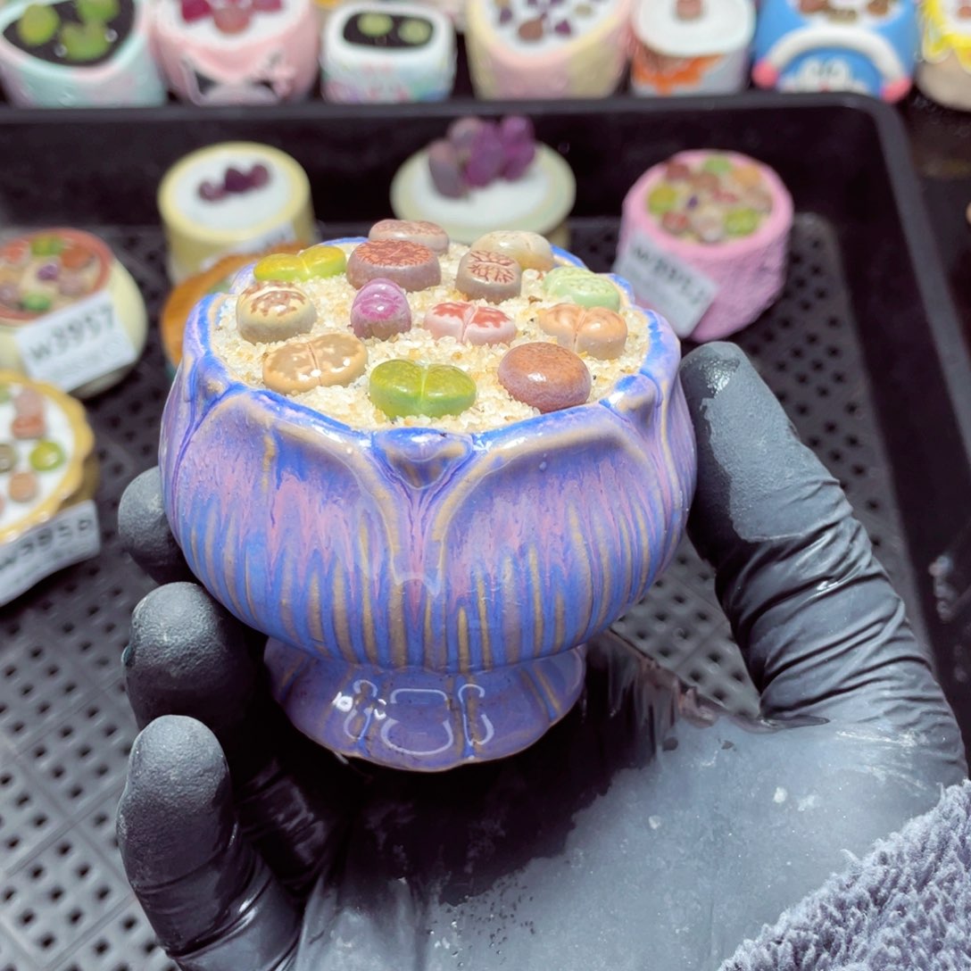 w3960--带盆土发货，零下地区拍保温箱