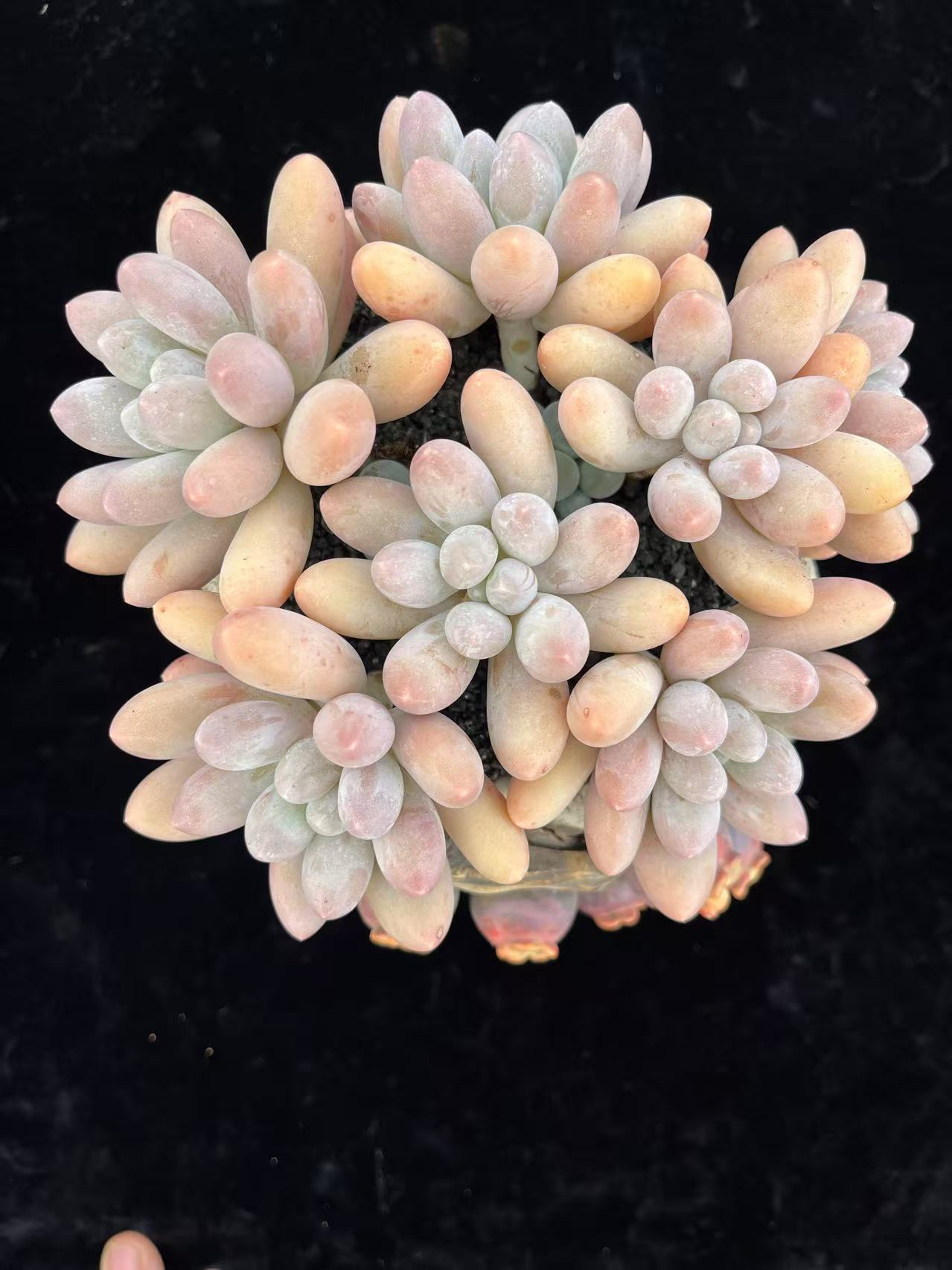 大意家汤圆多肉一物一拍链接