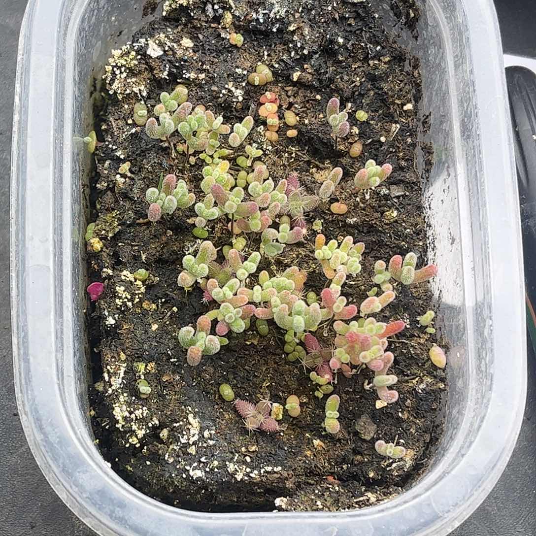 一***柚混播切糕优选枝干番杏