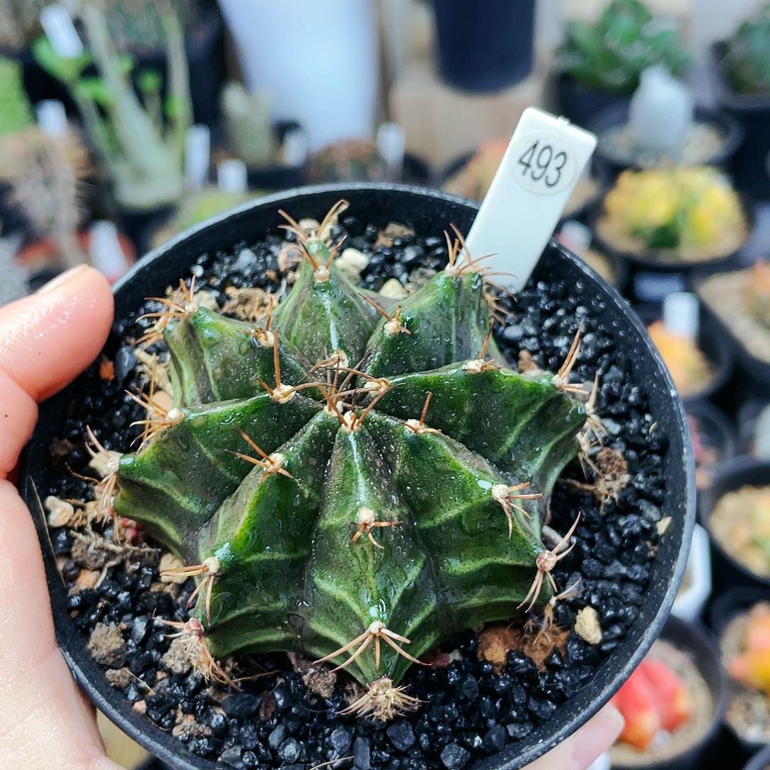 非偏远地区满25包邮仙人球