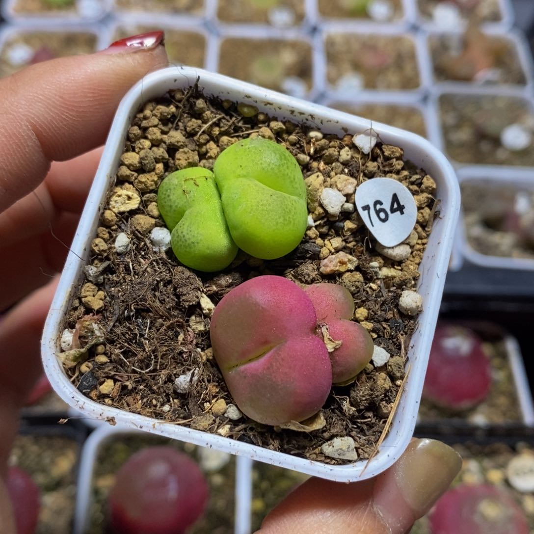 双头两颗多肉植物