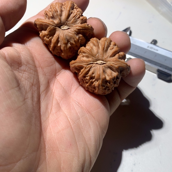 把件文玩核桃事**为白狮子