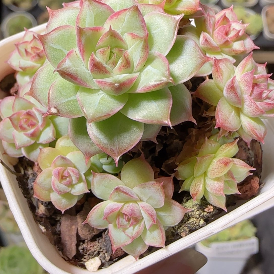 花语逸镜1026-234整