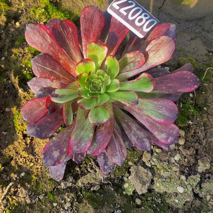 22080号墨颜法师拉丝锦