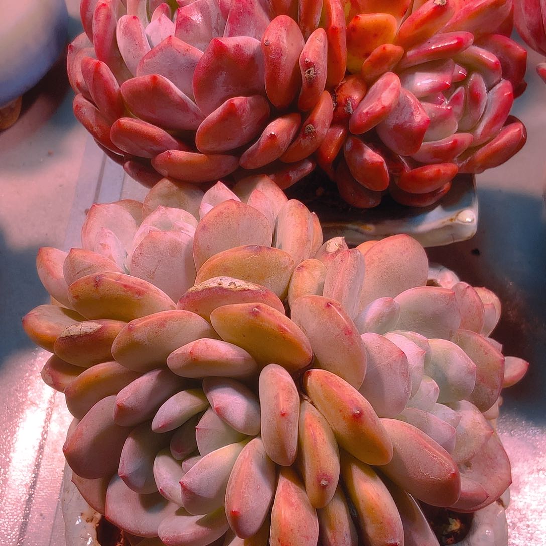 韩版韩橙2颗一起一起