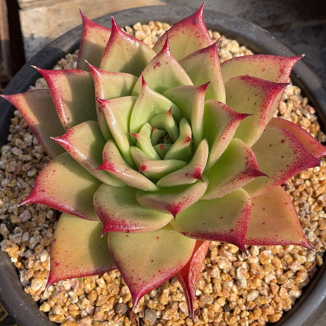 多肉植物一物一拍