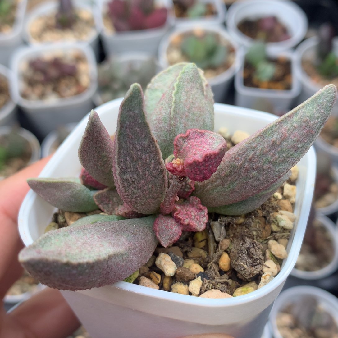 哈默粉红猪肝 粉红小猪