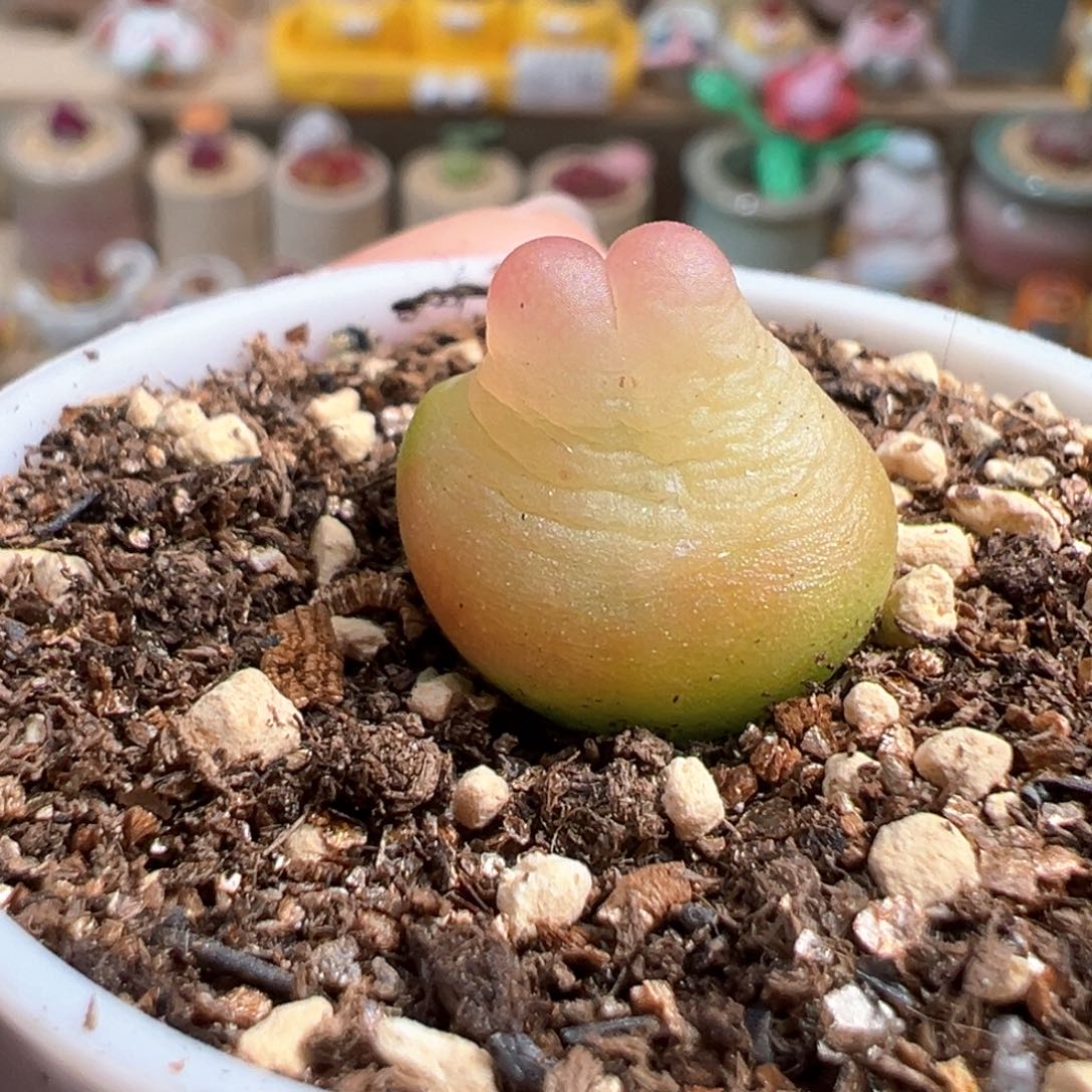 多肉植物38号拉登