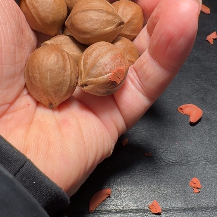 橄榄核吊坠6****1梅林铁核21x26