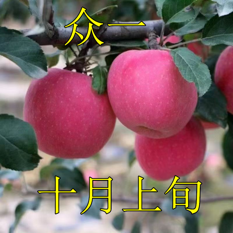 众成一号苹果树苗烟富系列早熟晚熟苹果嫁接树苗南北方种植盆地栽