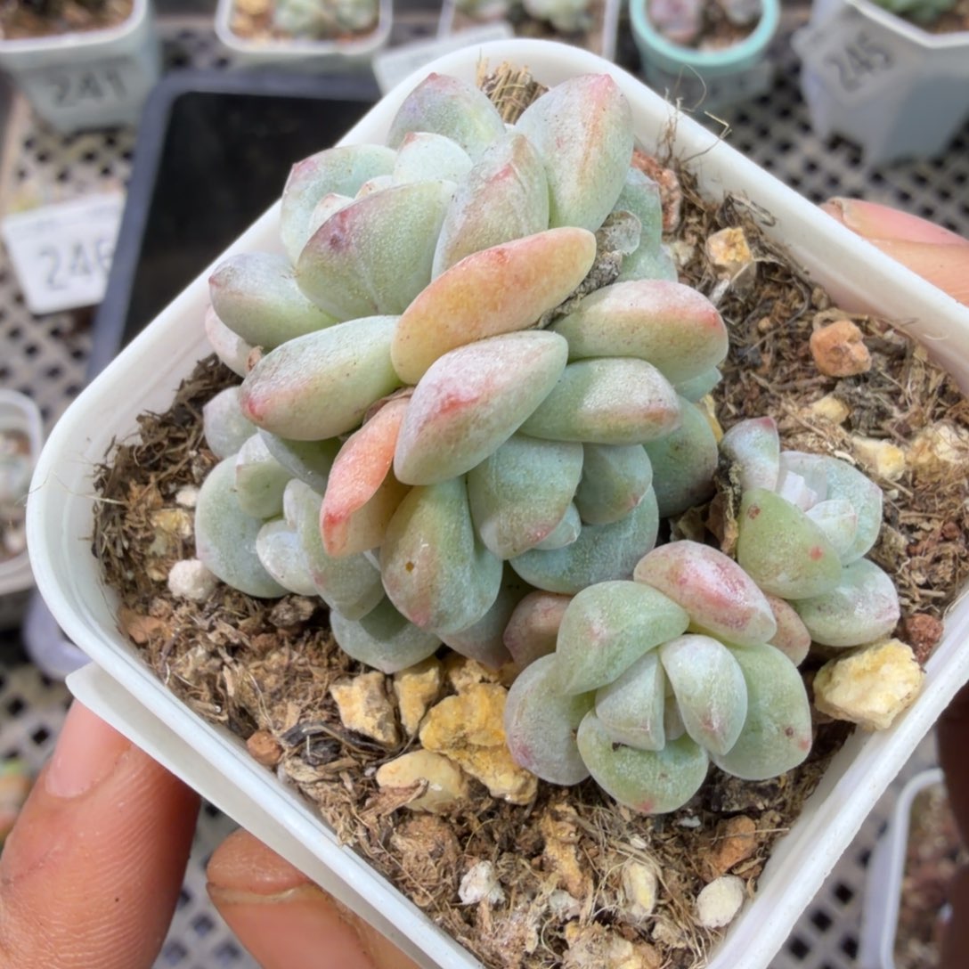 254 号到手一颗江北多肉不保证