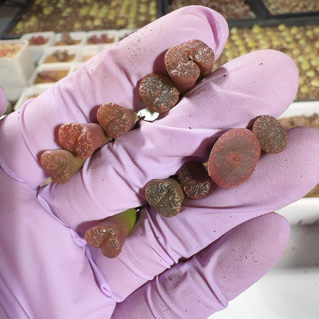 多肉植物福利泡泡899