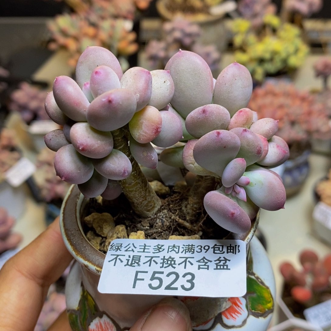 523苹果奶四代多肉6c m