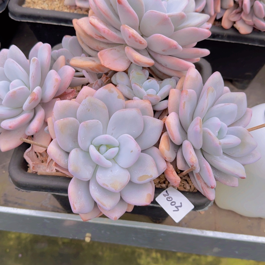 2003粉兔多肉植物的生长